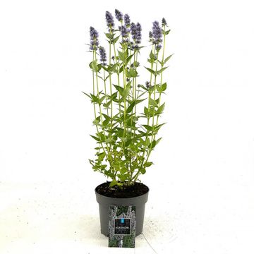 Agastache 'Blue Fortune'