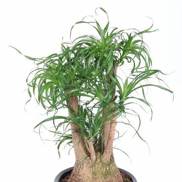 Beaucarnea recurvata