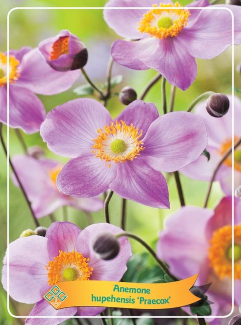 Anemone hupehensis 'Praecox'