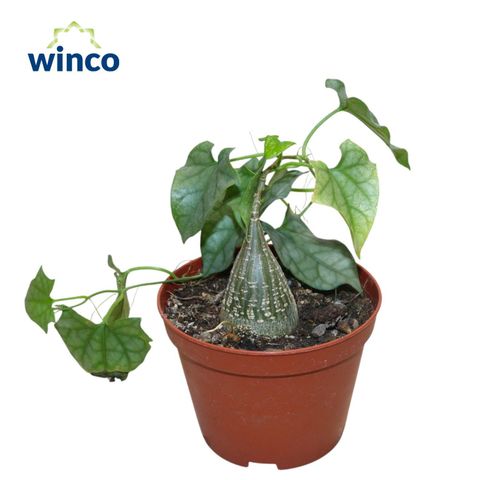 Gerrardanthus macrorhizus