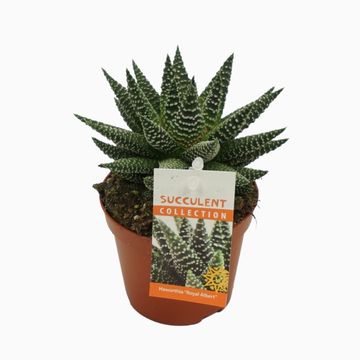 Haworthia 'Royal Albert'