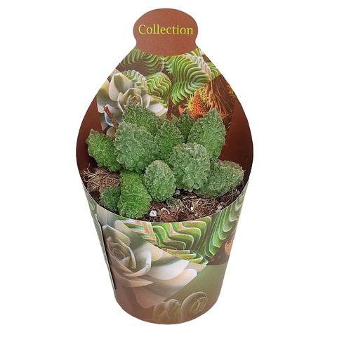 Adromischus marianae herrei