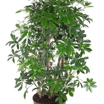 Schefflera arboricola 'Компакта'