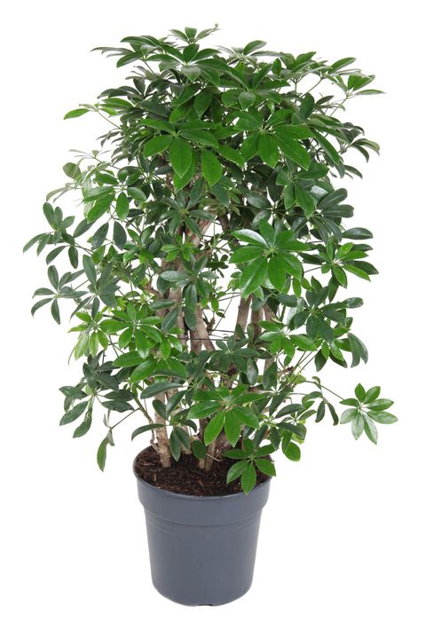 Schefflera arboricola 'Компакта'