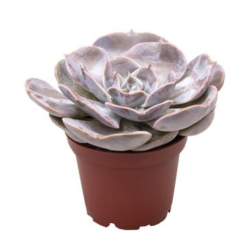Echeveria 'Pollux' Echeveria 'Pollux'