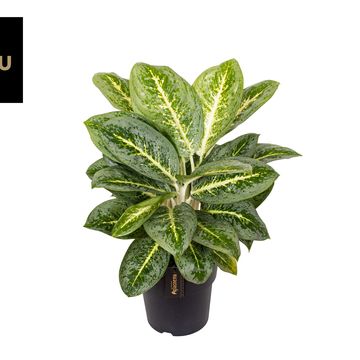 Aglaonema 'Lemon Mint'