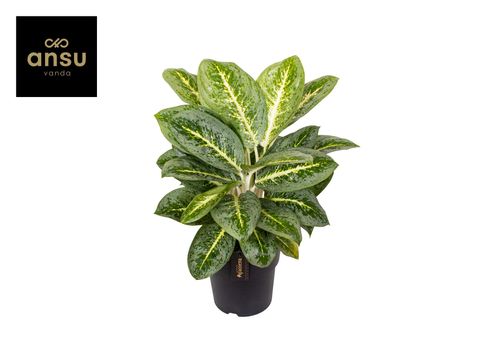 Aglaonema 'Lemon Mint'