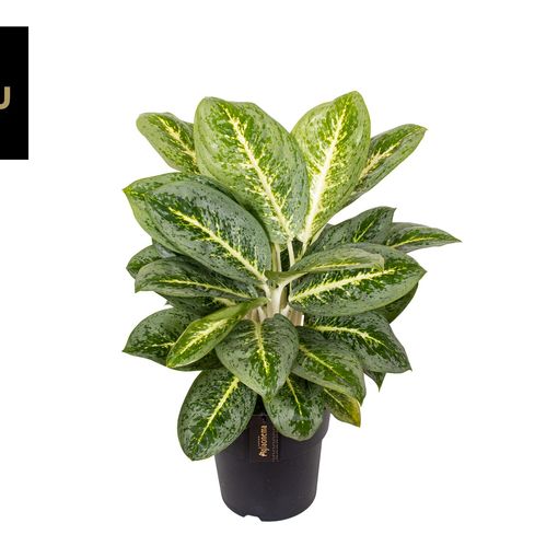 Aglaonema 'Lemon Mint'