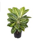 Aglaonema 'Lemon Mint'