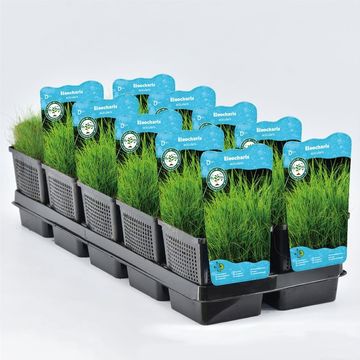 Eleocharis acicularis