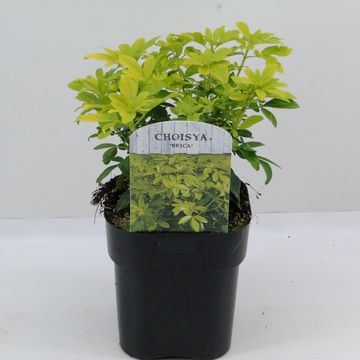 Choisya ternata SUNDANCE