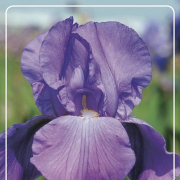 Iris GERMANICA MIX