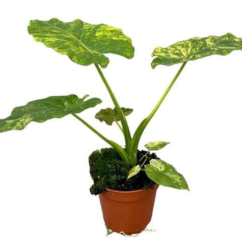 Alocasia gageana 'Aurea' — Plant Wholesale FlorAccess