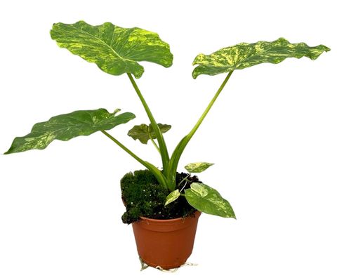 Alocasia gageana 'Aurea'