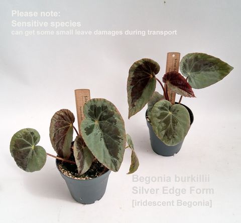 Begonia burkillii