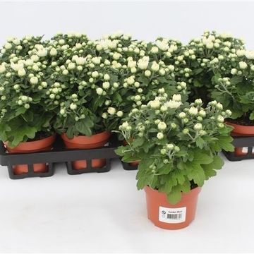 Chrysanthemum GARDENMUMSAIC WHITE