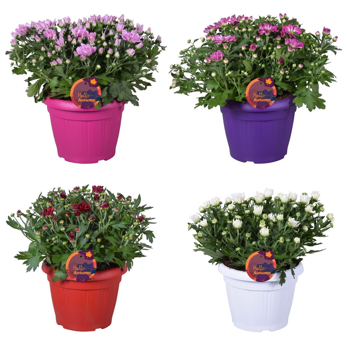 Chrysanthemum MIX — Plant Wholesale FlorAccess