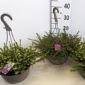 Erica x darleyensis MIX