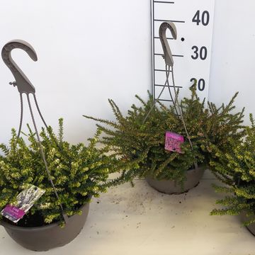 Erica x darleyensis MIX