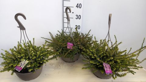 Erica x darleyensis MIX