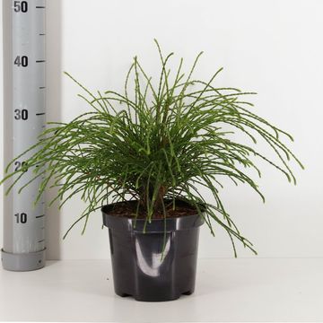 Thuja plicata 'Whipcord'
