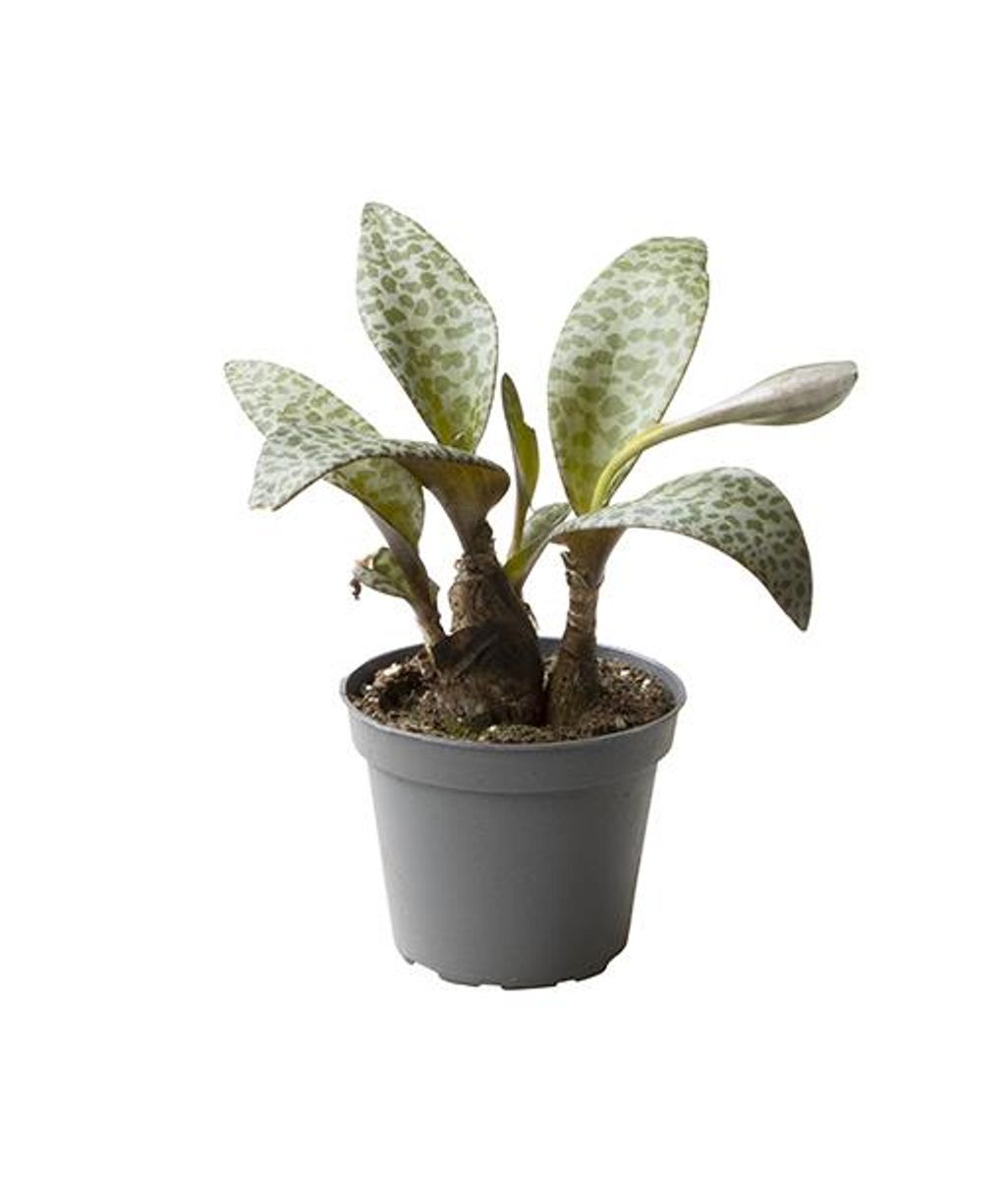 Socialis Ledebouria socialis — Plant Wholesale FlorAccess