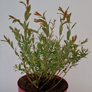 Salix integra 'Flamingo'