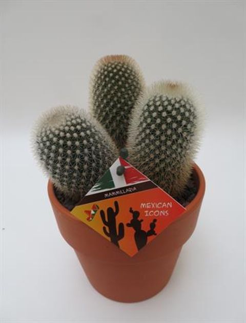 Mammillaria spinosissima pilcayensis