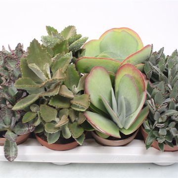Kalanchoe MIX