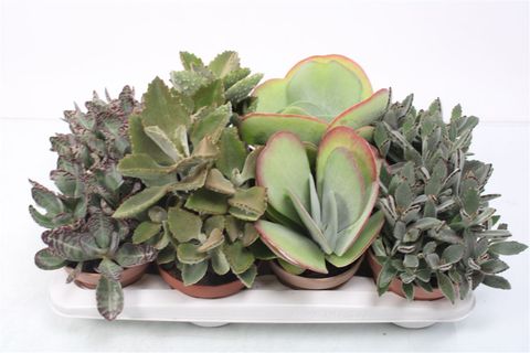 Kalanchoe MIX