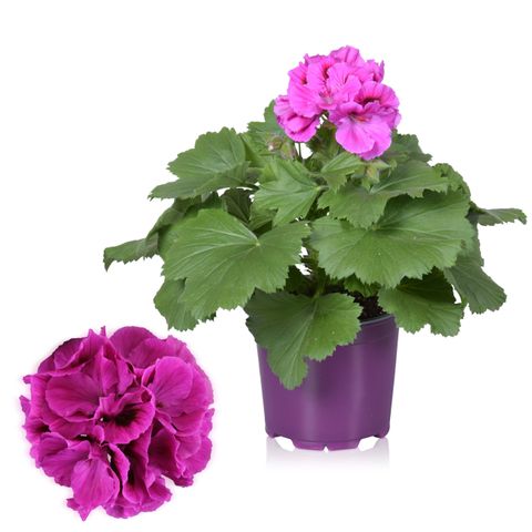 Pelargonium NICOLETTE