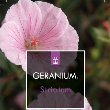 Geranium sanguineum striatum