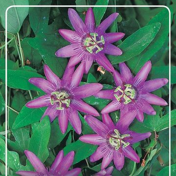 Passiflora MIX