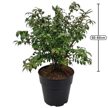 Euonymus alatus 'Compactus'