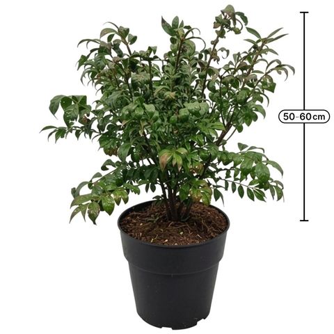 Euonymus alatus 'Компактус'