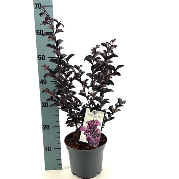 Lagerstroemia indica BLACK SOLITAIRE PURELY PURPLE
