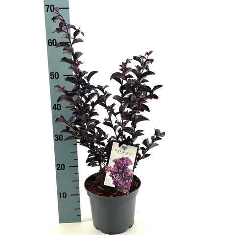 Lagerstroemia indica BLACK SOLITAIRE PURELY PURPLE
