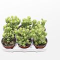 Euphorbia fruticosa