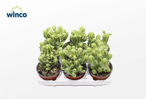 Euphorbia fruticosa
