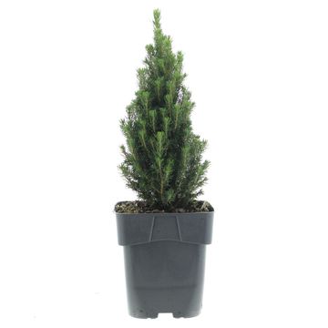 Picea glauca 'Zuckerhut'