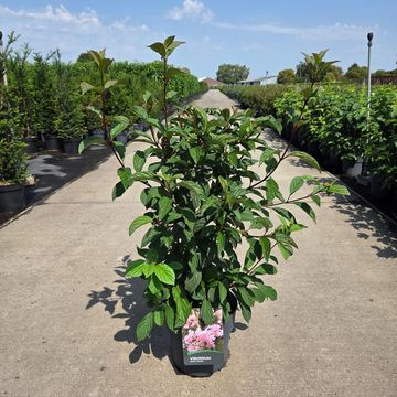 Viburnum x bodnantense 'Dawn'