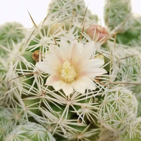 Mammillaria gracilis