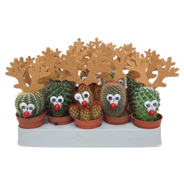Cactus MIX
