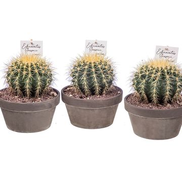 Echinocactus grusonii