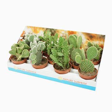 Opuntia MIX