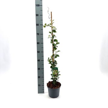 Trachelospermum jasminoides STAR OF TOSCANE