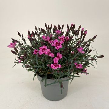 Dianthus Light Pink