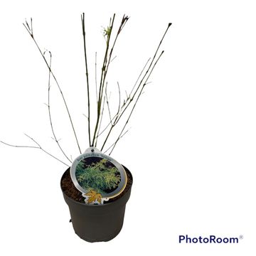 Acer palmatum 'Seiryu'