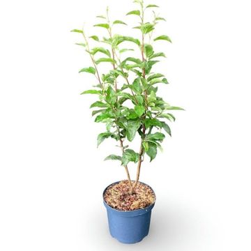 Malus 'Evereste'