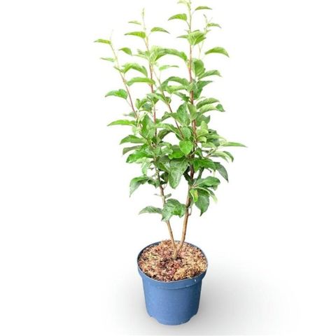 Malus 'Evereste'